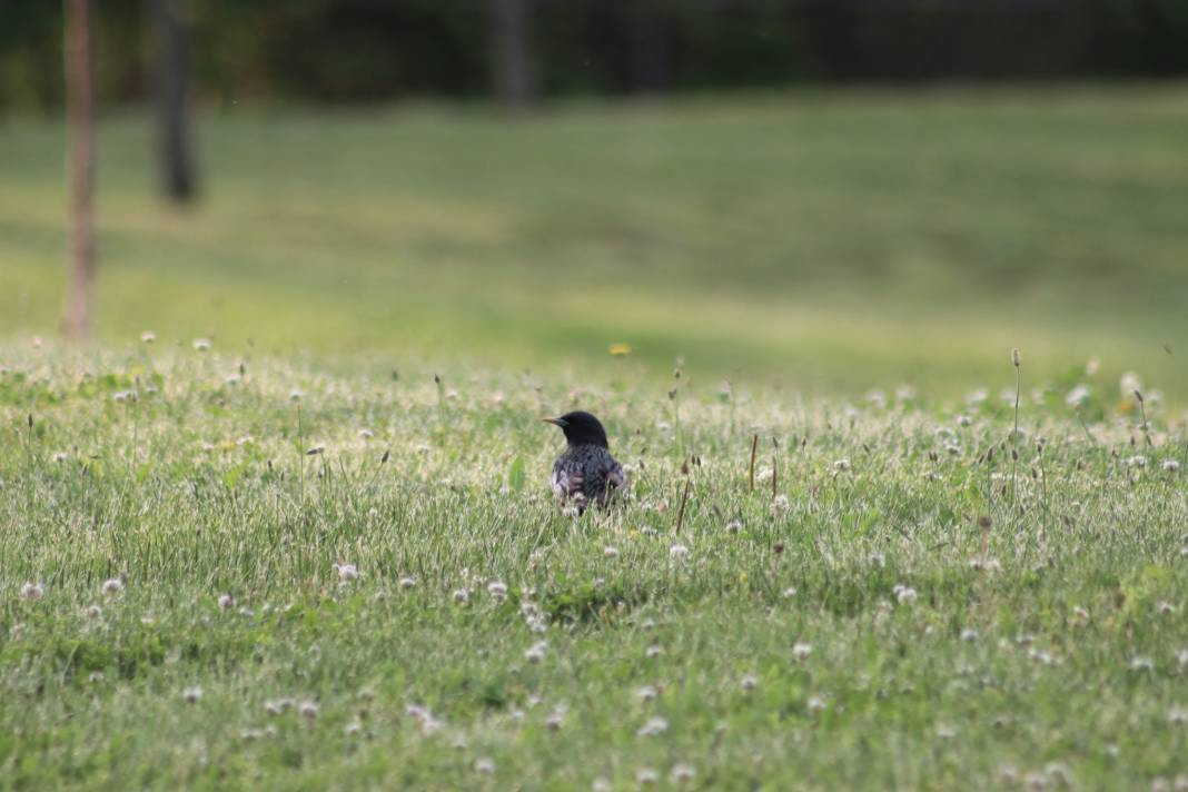Yürüyüş yolundaki kuşlar böyle görüntülendi - Resim: 12